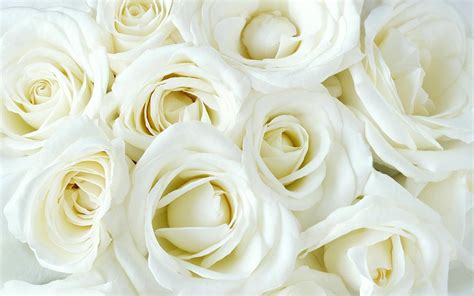 White Roses Wallpapers - Wallpaper Cave