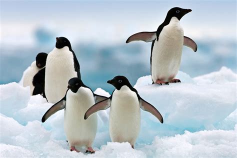 Adelie Penguin Pictures