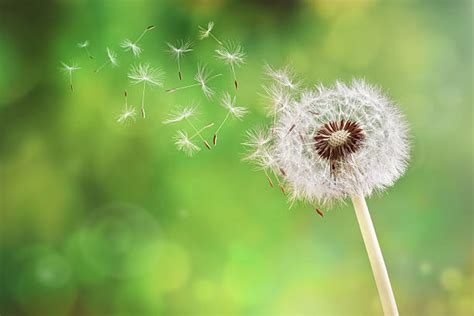 Royalty Free Dandelion Pictures, Images and Stock Photos - iStock