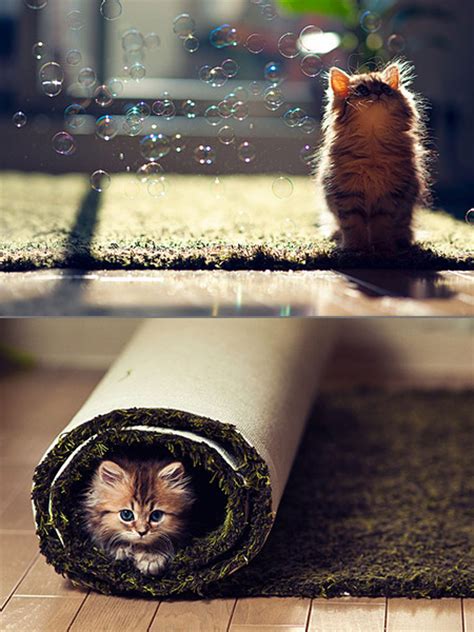 10 Pictures of Daisy, the Internet's Most Popular Kitten - TechEBlog