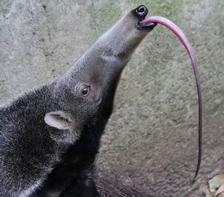 Animals with Long Tongues