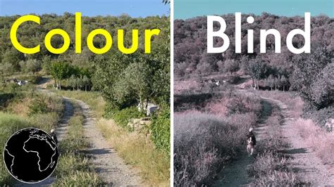 How colour blindness works