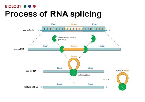 Biological diagram present process of RNA splicing for remove intron ...