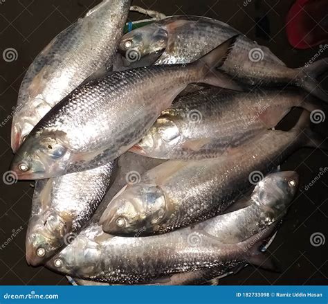 Hilsha fish on the market stock photo. Image of wing - 182733098