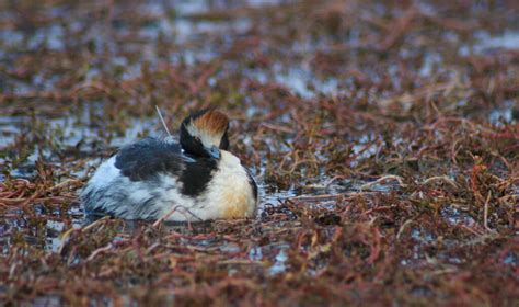 Expedition blog - tracking the Hooded Grebe in Patagonia - EDGE of Existence