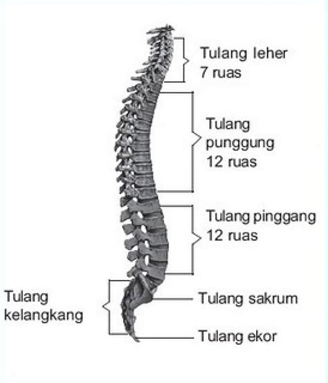 Rangka Aksial dan Rangka Apendikular (Rangkuman Materi Sistem Gerak Part-3)