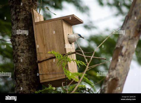 Bali starling breeding Stock Photo - Alamy