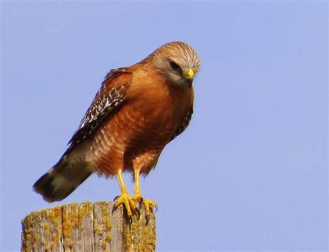 Geotripper's California Birds: Bird of the Day: Red-shouldered Hawks on Superbowl Sunday