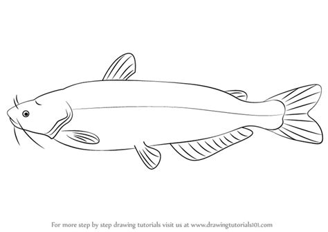 Learn How to Draw a Blue Catfish (Fishes) Step by Step : Drawing Tutorials