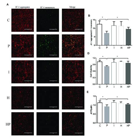 Changes in mitochondrial membrane potential, neuronal viability and ATP ...