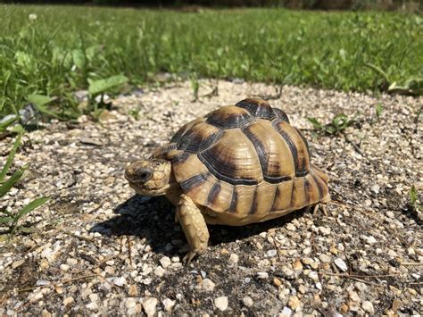 Egyptian tortoise for sale | baby Kleinmann's tortoises for sale