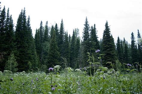 Abies sibirica high-grass forest with nemoral elements. Tigirek State... | Download Scientific ...