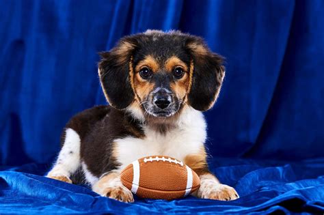 Puppy Bowl XIX: See first photos of 22 puppies in the game