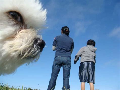 20 Hilarious Animal Photobombs That Will Crack You Up