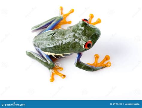 Red frog stock photo. Image of fauna, green, frog, wildlife - 2927402