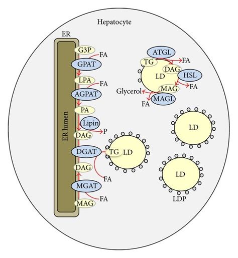 The pathways for triglyceride synthesis and hydrolysis are shown. Fatty ...