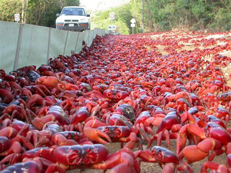 The March of the Christmas Island Red Crab