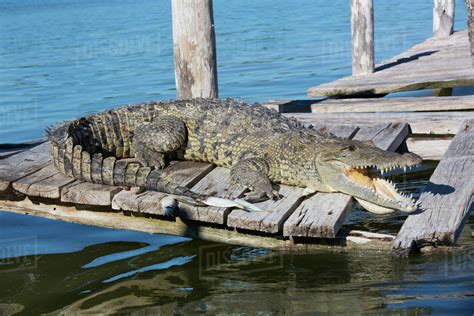 Morelet Crocodile (Crocodylus Moreletii), Rio Lagartos Biosphere Reserve, Rio Lagartos, Yucatan ...