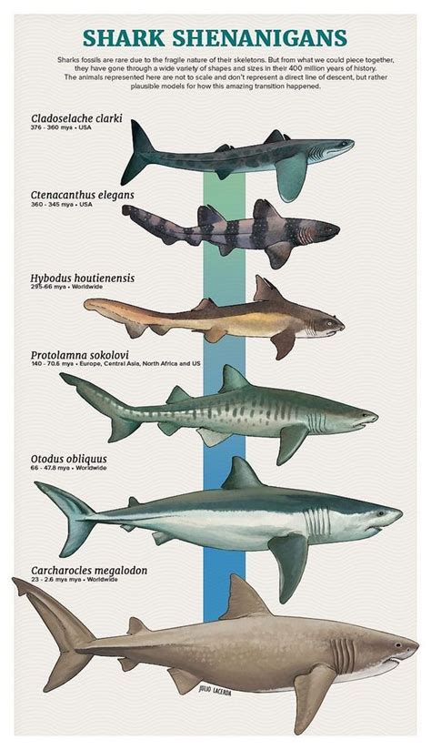 Sharks by Julio Lacerda #prehistoriccreatures (With images) | Prehistoric animals dinosaurs ...