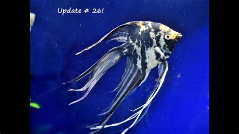 Update # 26 on my angelfish breeding project. - YouTube