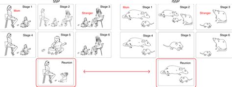 Translating mother–infant reunion phase of the Strange Situation... | Download Scientific Diagram