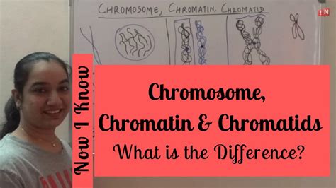 Chromatin And Chromosomes