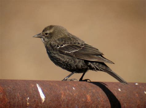 Tricolored Blackbird female | Tricolored Blackbird (Agelaius… | Flickr