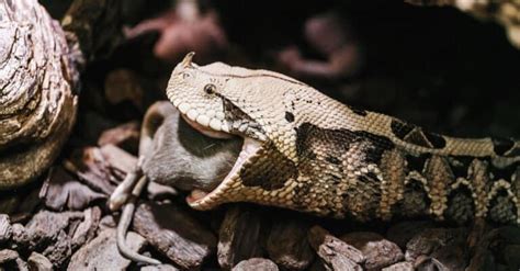 Gaboon Viper Bite: Why it has Enough Venom to Kill 6 Humans & How to Treat It - A-Z Animals