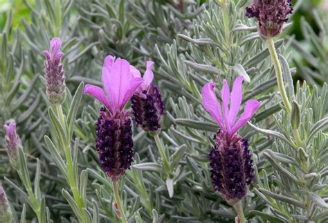 Lavender Plant Types