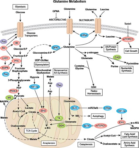 Cellular Metabolism Resources | Cell Signaling Technology