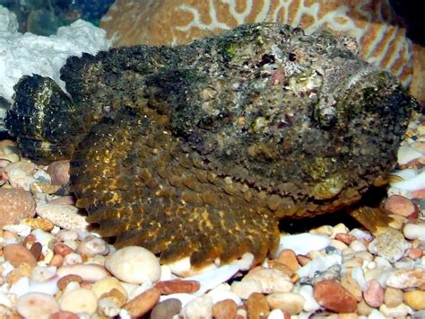 Stonefish – "OCEAN TREASURES" Memorial Library