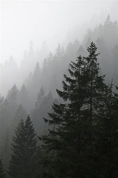 Misty pine forest background Photograph by Lukasz Szczepanski