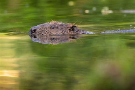 Beaver Facts: Habitat, Size, Life Cycle & More