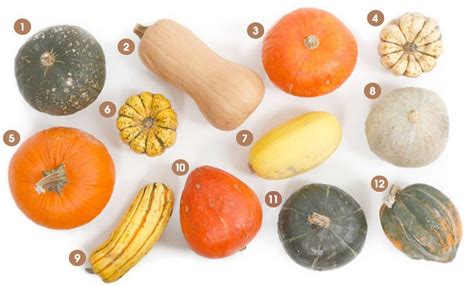 Edible Squash Varieties