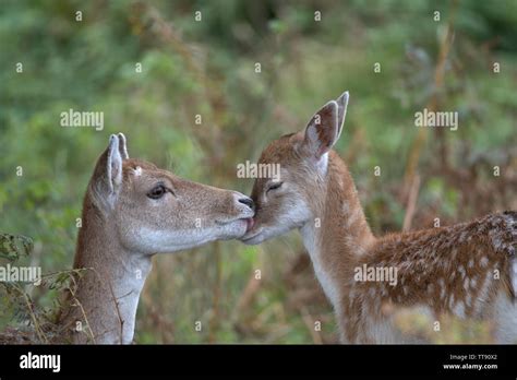 Fallow Deer doe washing her fawn Stock Photo - Alamy