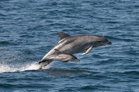 Protect Wild Dolphins: Admire Them from a Distance | NOAA Fisheries