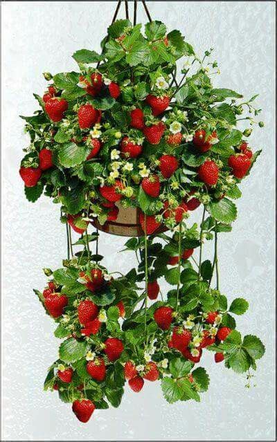 Pin by Nena Chavez on i love fruits | Strawberry garden, Strawberry ...