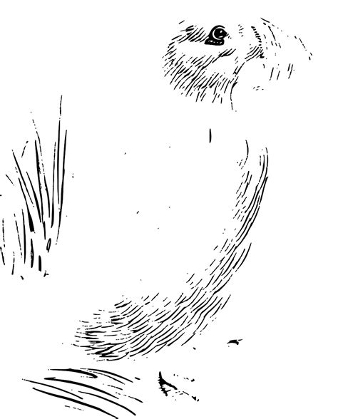 SVG > Kiwi Tier Vogel Vogelkunde - Kostenloses SVG-Bild & Symbol. | SVG Silh