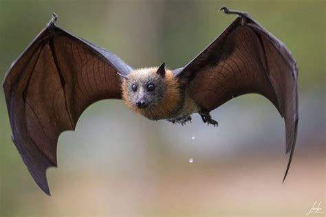 The Flying Fox Bat