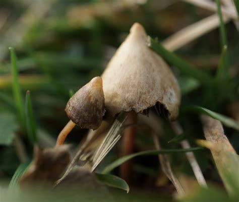 6 Easy Facts About Psilocybin Explained - ICGene