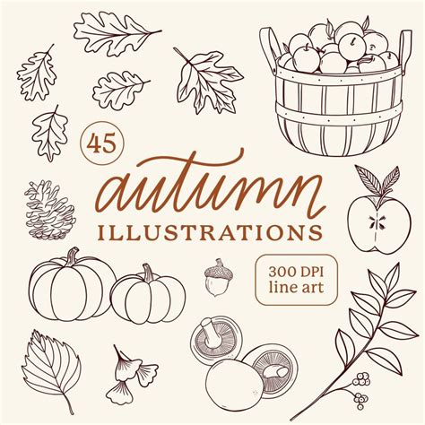 Autumn Illustrations Fall Harvest Line Drawings Clipart PNG Pumpkin Leaves Foliage Apple Picking ...