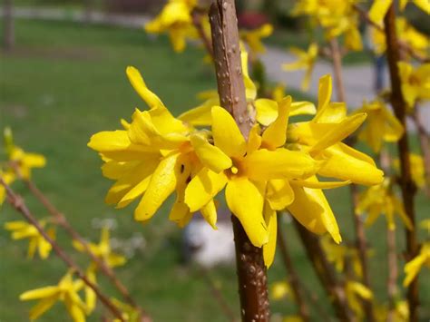 Forsythia (Golden Bell) – A to Z Flowers