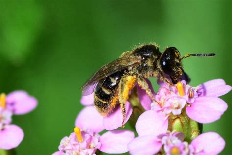 Bee Houses: A Simple Way You Can Help Solitary Bees