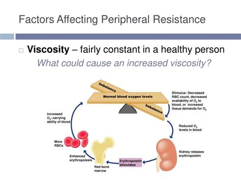 PPT - Blood Vessels & Circulation PowerPoint Presentation - ID:3784935