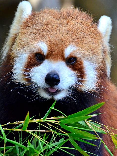 The Science of Cute and Why You Want to Bite This Baby Red Panda | Inverse