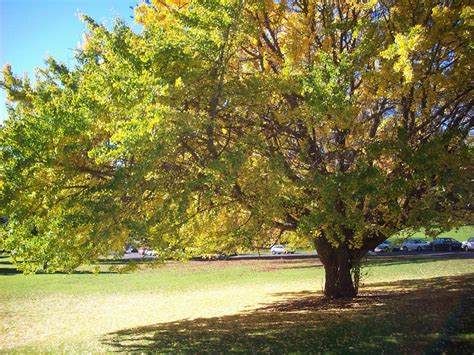 Large Tree In Park Free Stock Photo - Public Domain Pictures