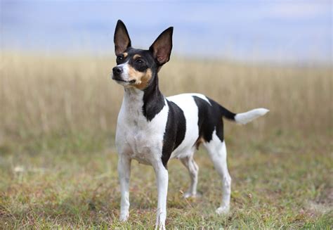 Toy Fox Terrier: Dog Breed Characteristics & Care