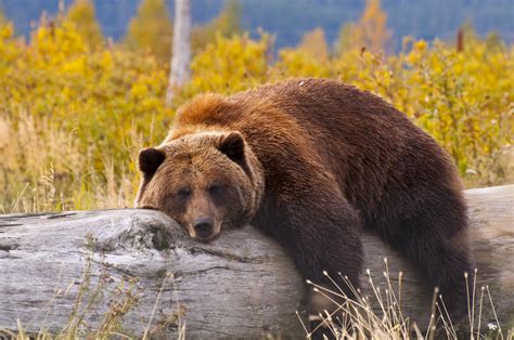 Yellowstone grizzly bears are no longer endangered - Earth.com