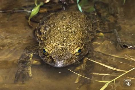 Goliath Frogs: Huge Discovery of the Amphibian Class | Reptiles' Cove