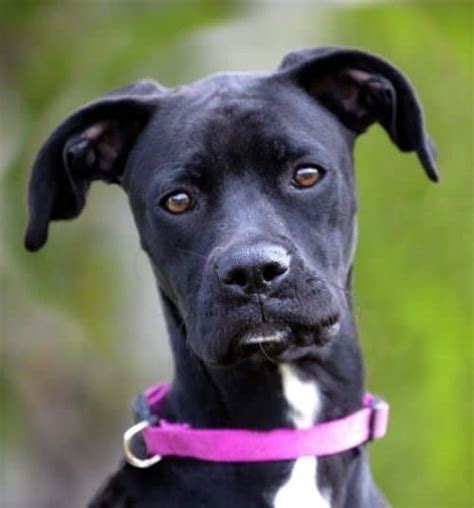 17 Greyhound Mixes: Gorgeous & Graceful Four-Legged Pals!